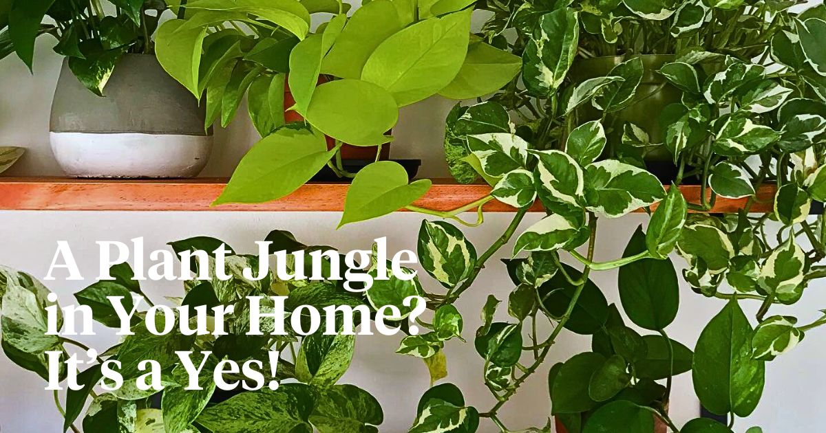 Indoor Hanging Plants to Create a Home Jungle