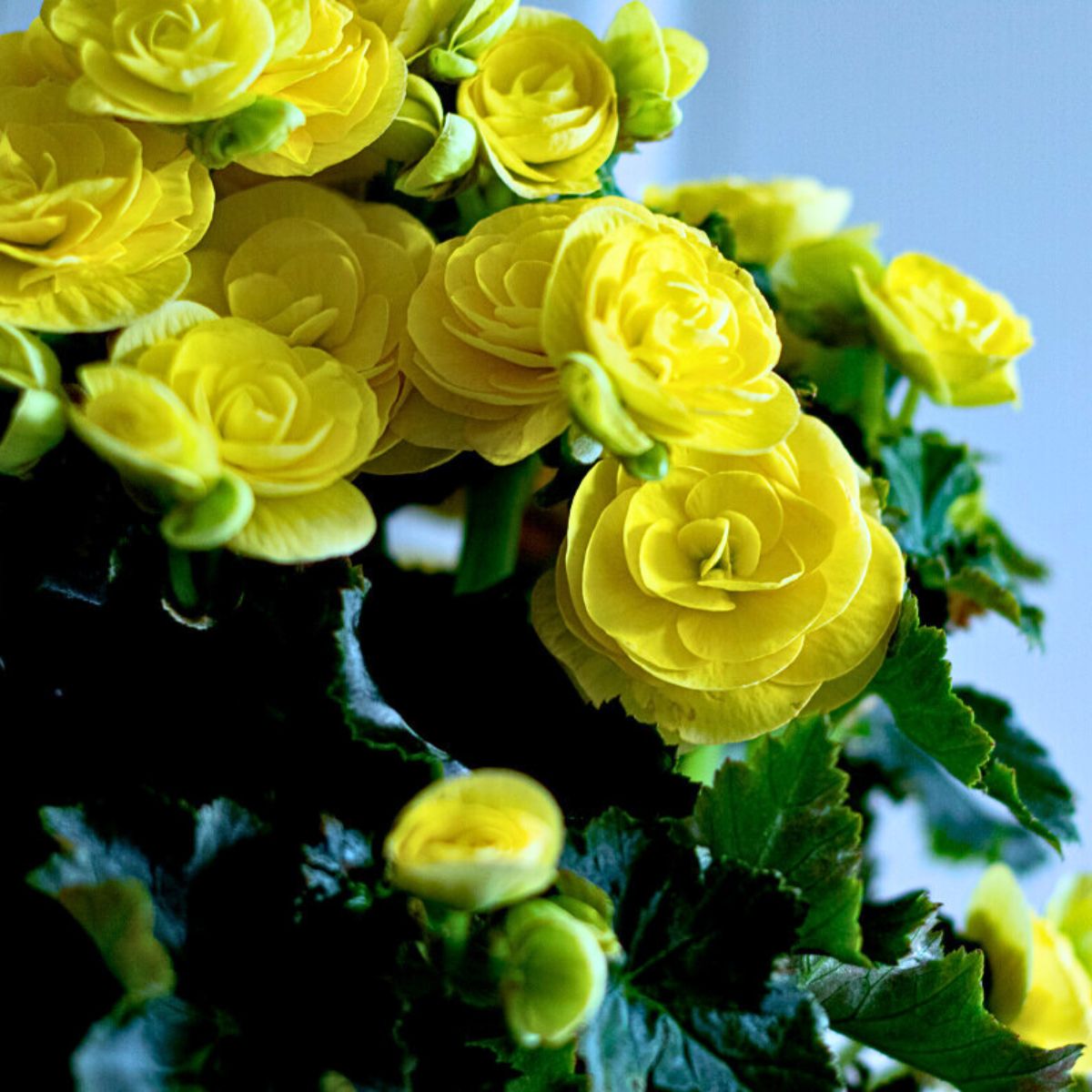 Begonia Hailey Yellow Is Koppe’s Bright Yellow Floral Accessory
