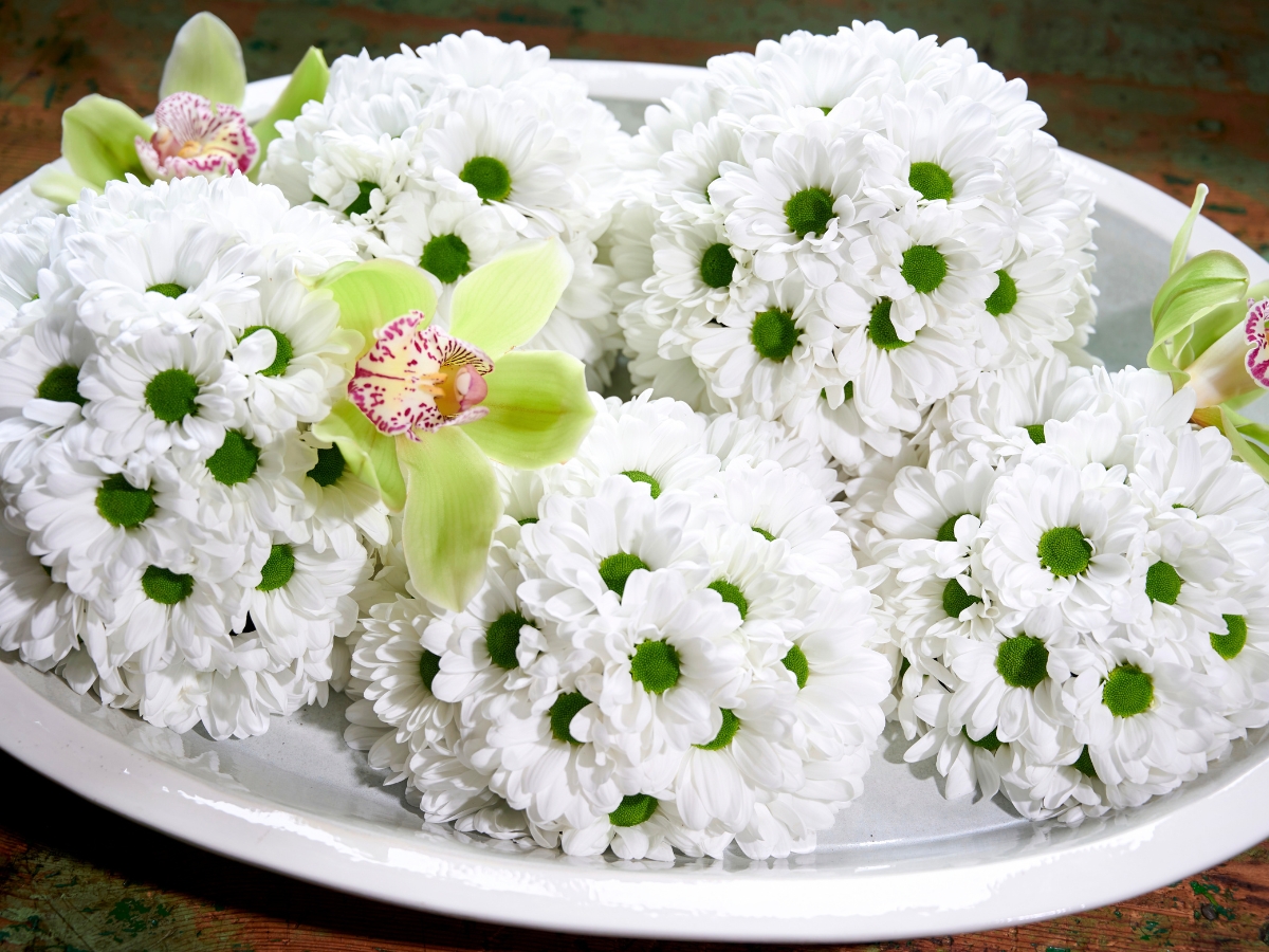 White chrysanthemum Chic by Royal Van Zanten