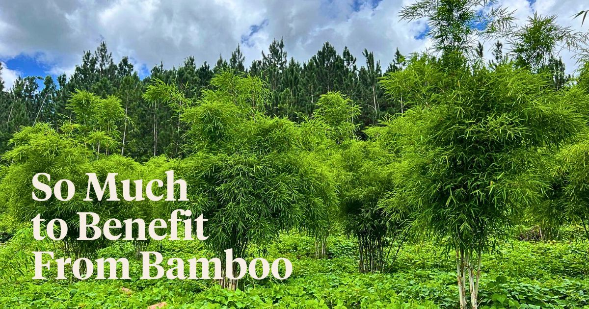 Bamboo Village Uganda: Beyond Carbon Offset Contributions