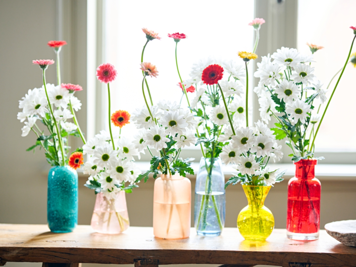 White chrysanthemum Chic placed in colorful vases