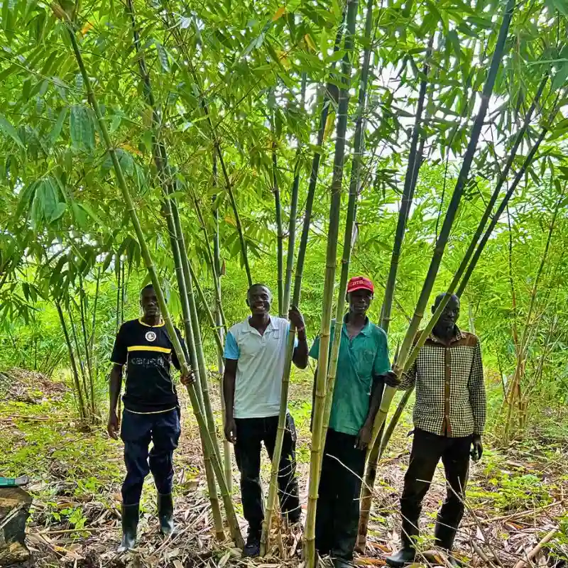 Bamboo Village Uganda: Beyond Carbon Offset Contributions