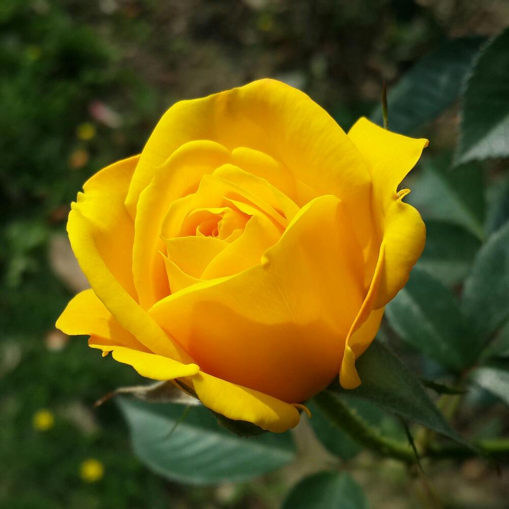 Yellow rose plant 