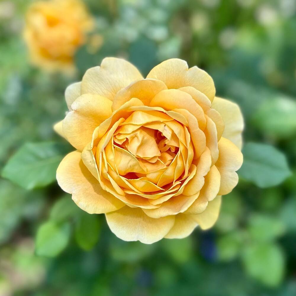 Yellow rose in home garden