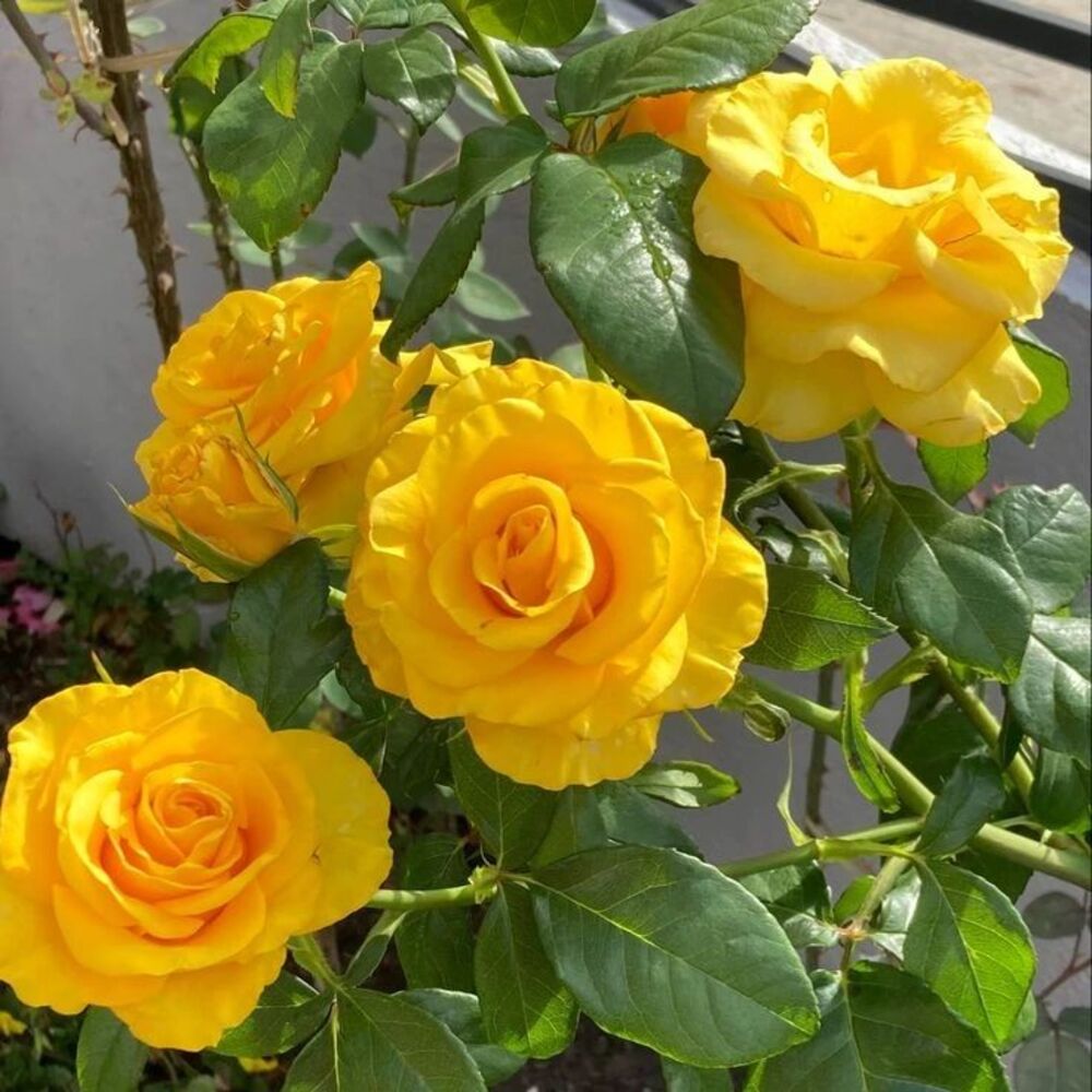 Colorful garden with yellow rose