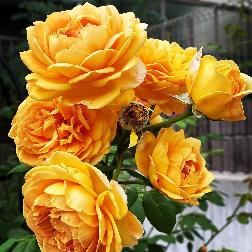 The beautiful Yellow rose