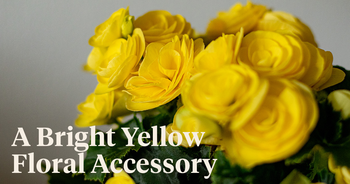 Begonia Hailey Yellow is Koppe's vibrant yellow floral accessory.