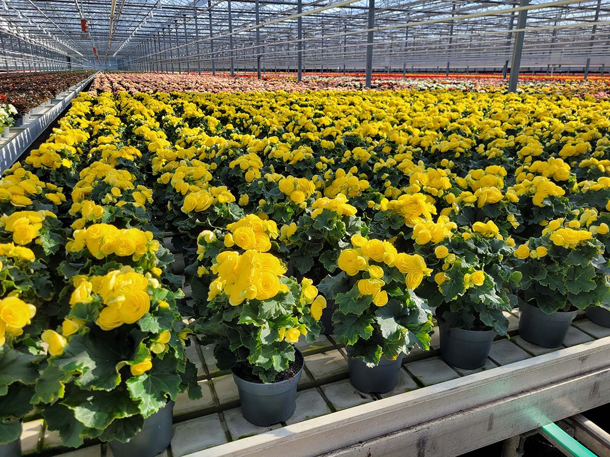 Koppe Begonia Hailey Yellow in greenhouse