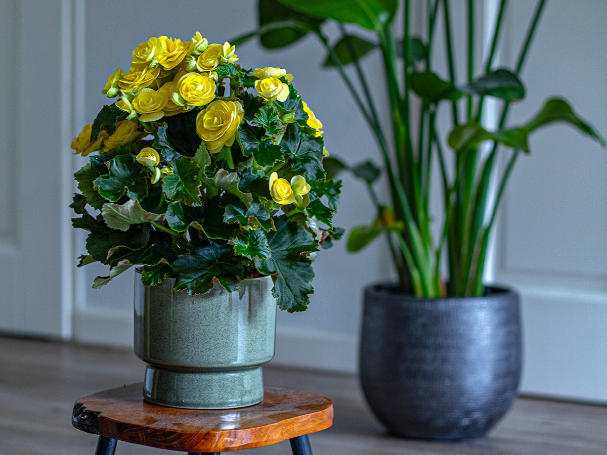 Begonia Hailey Yellow in green pot