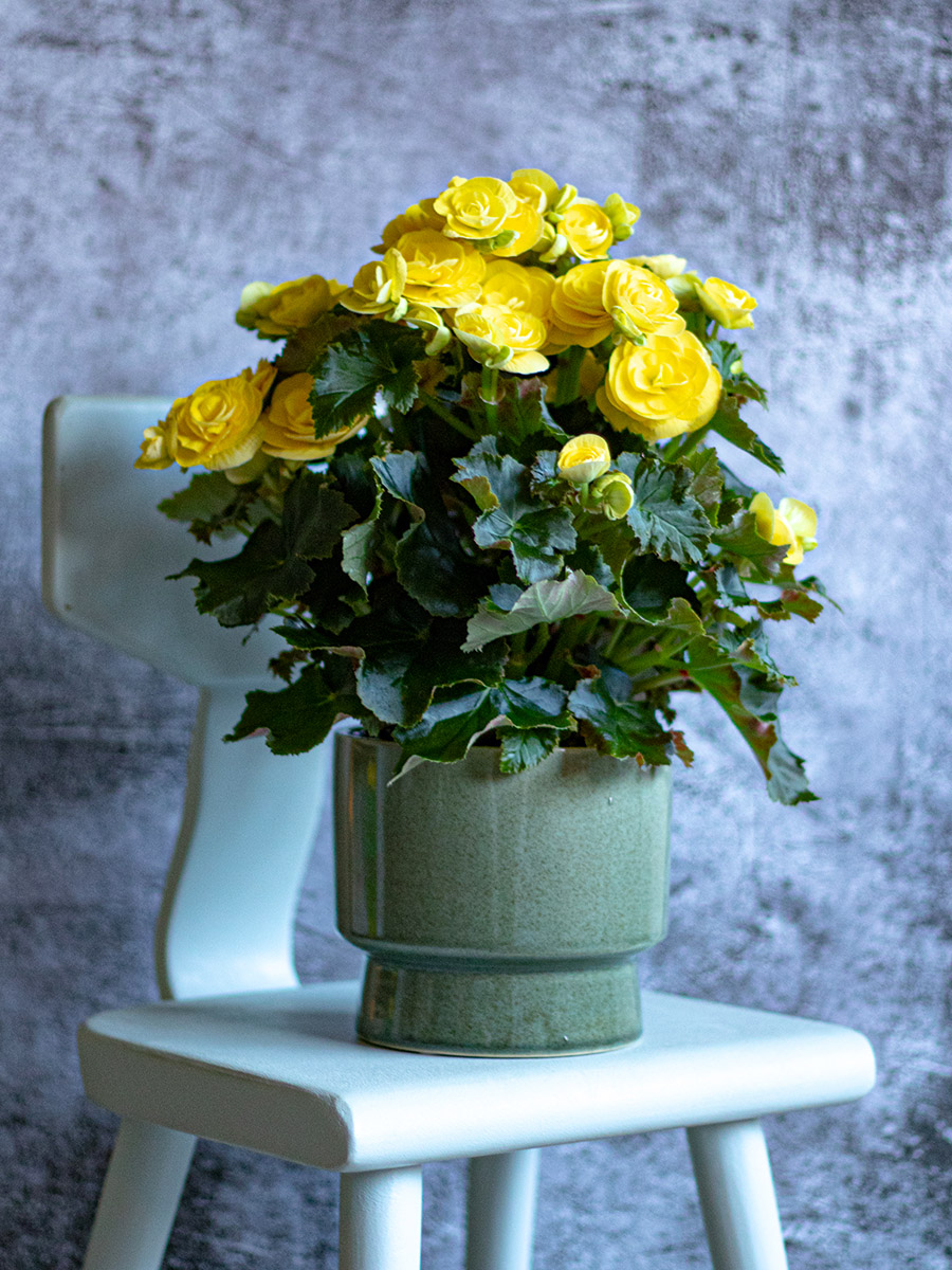 Begonia Hailey Yellow on a chair