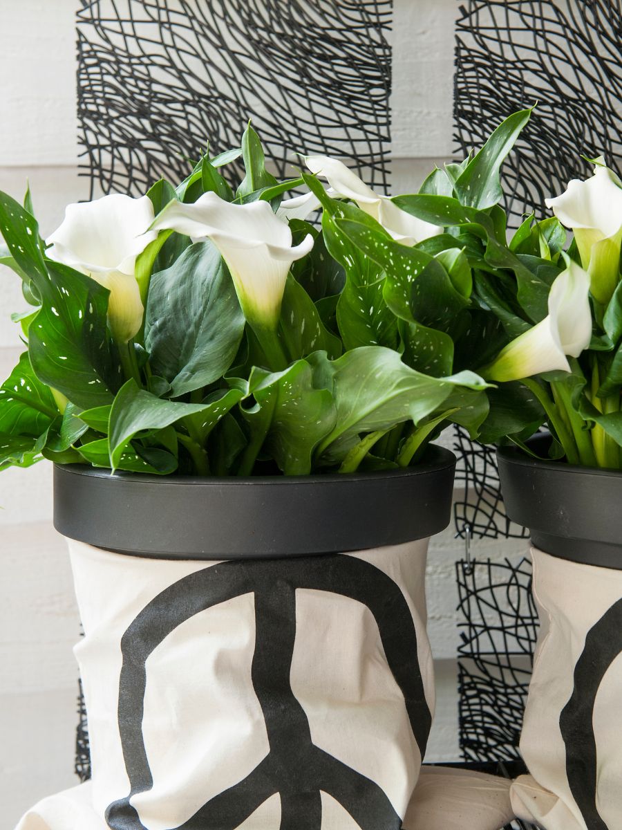 Creative pots with white callas