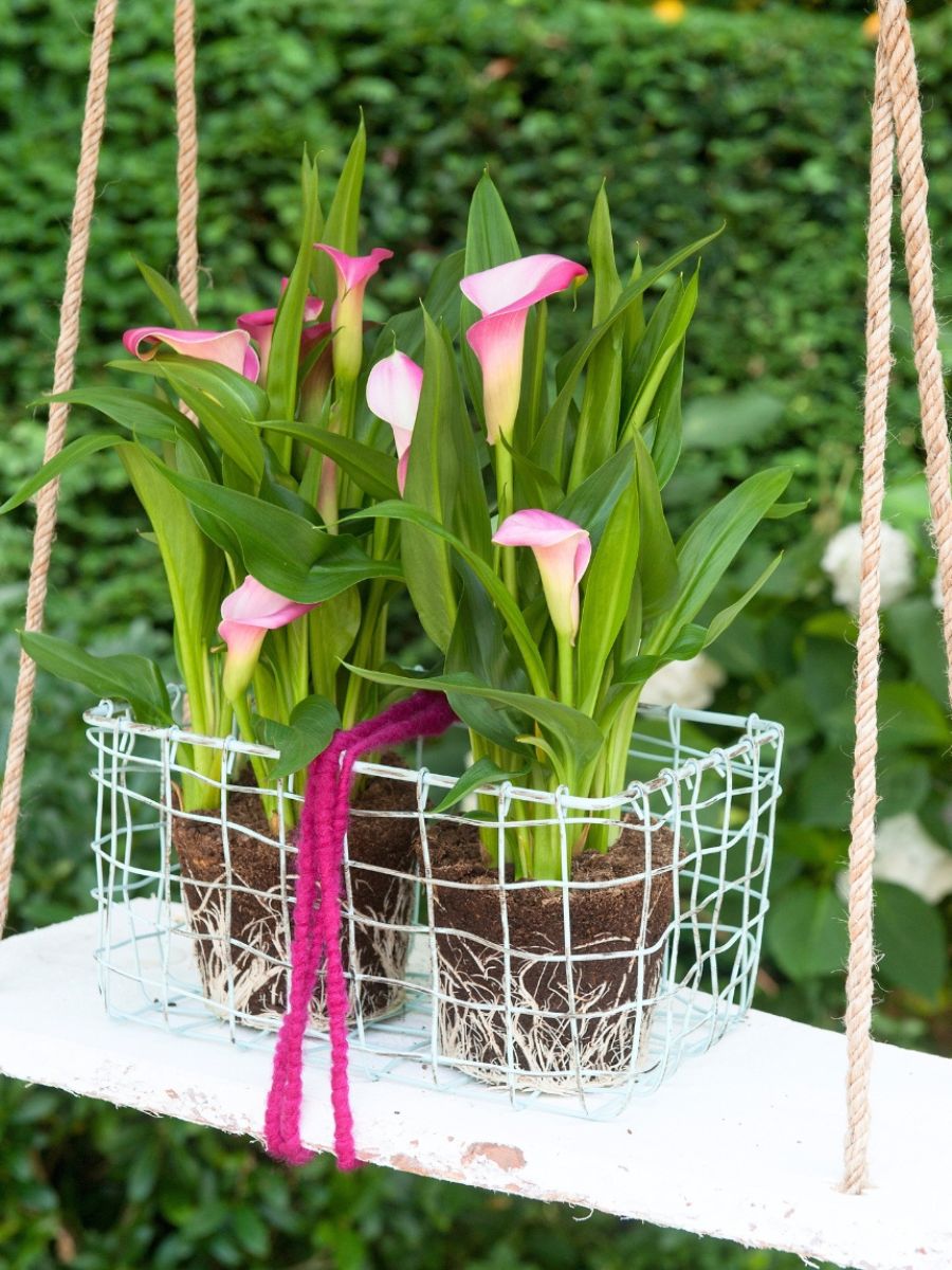 Pink callas hanging from a basket