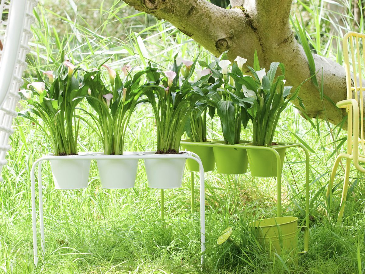 White callas accentuating outdoor spaces