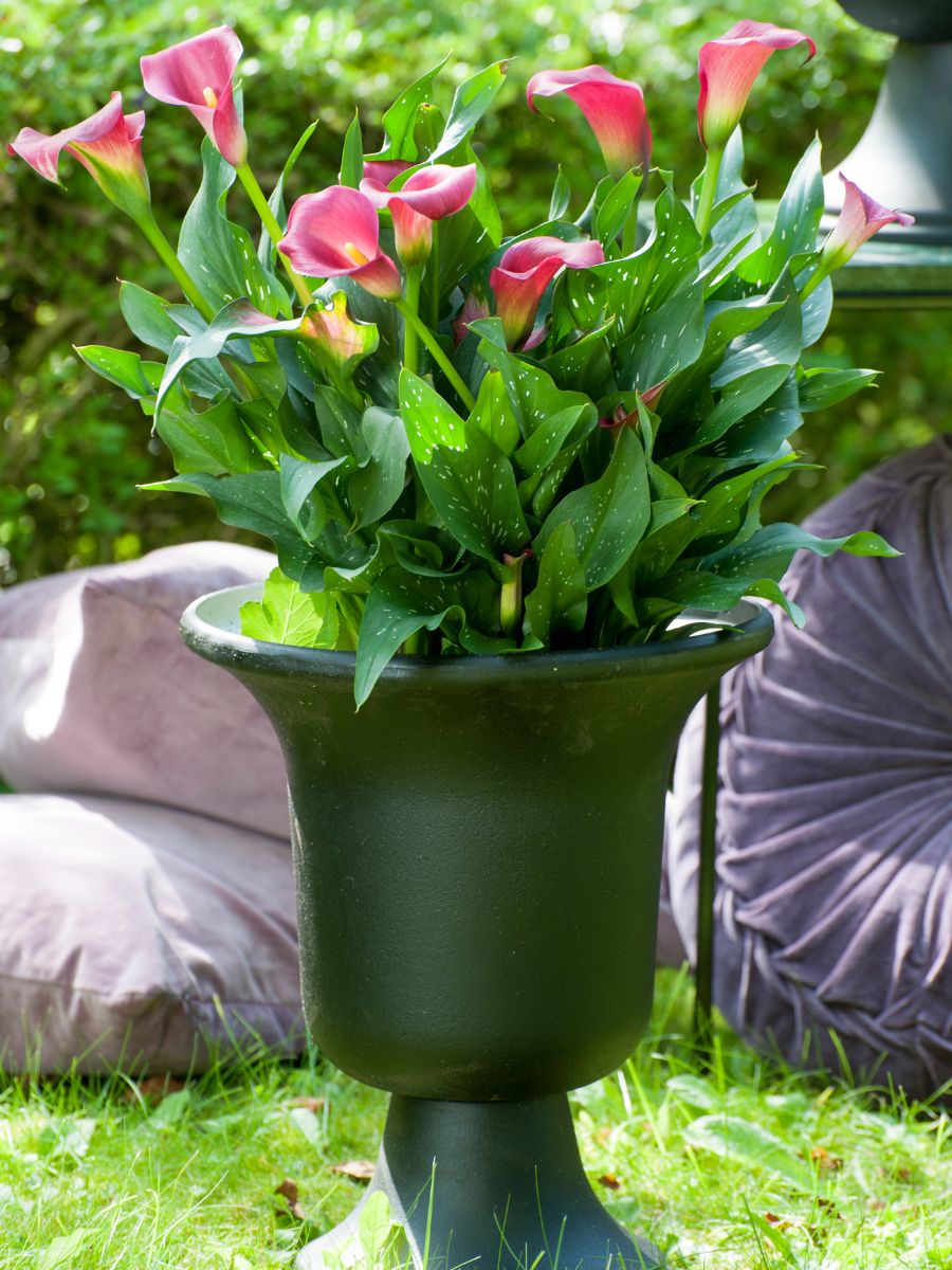 Calla lilies planted in a garden