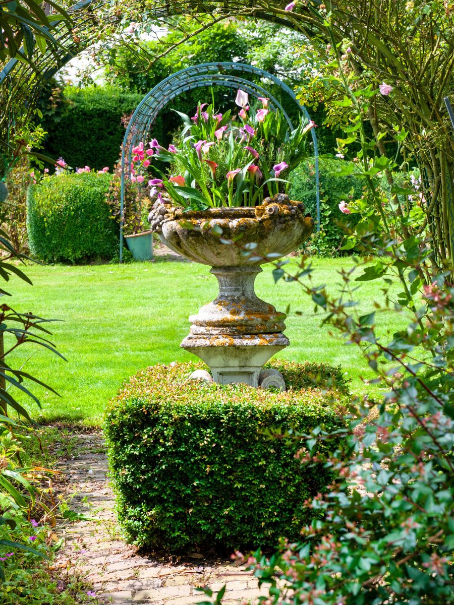 Calla lilies as a center garden decoration