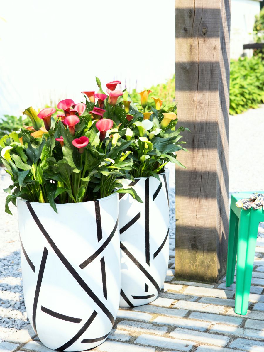 Calla lilies in an outdoor terrace