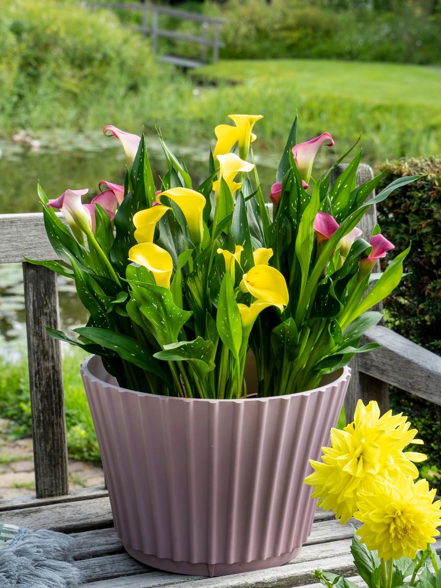 Yellow and pink callas in an outdoor terrace