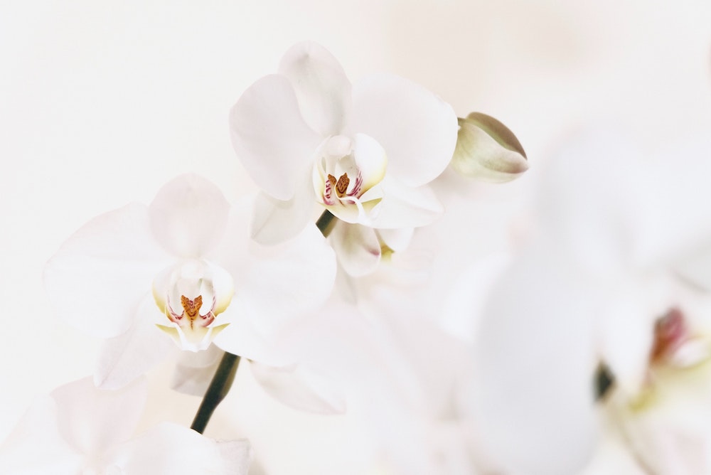 The 5 Best White Phalaenopsis in the World Floricultura