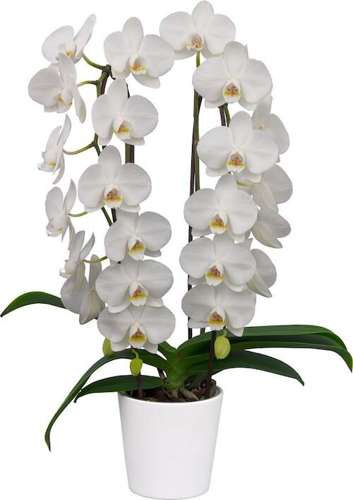 The 5 Best White Phalaenopsis in the World Pure Silk