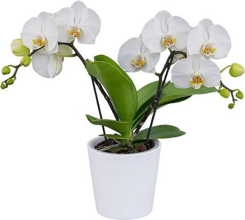 The 5 Best White Phalaenopsis in the World Grand Dessert