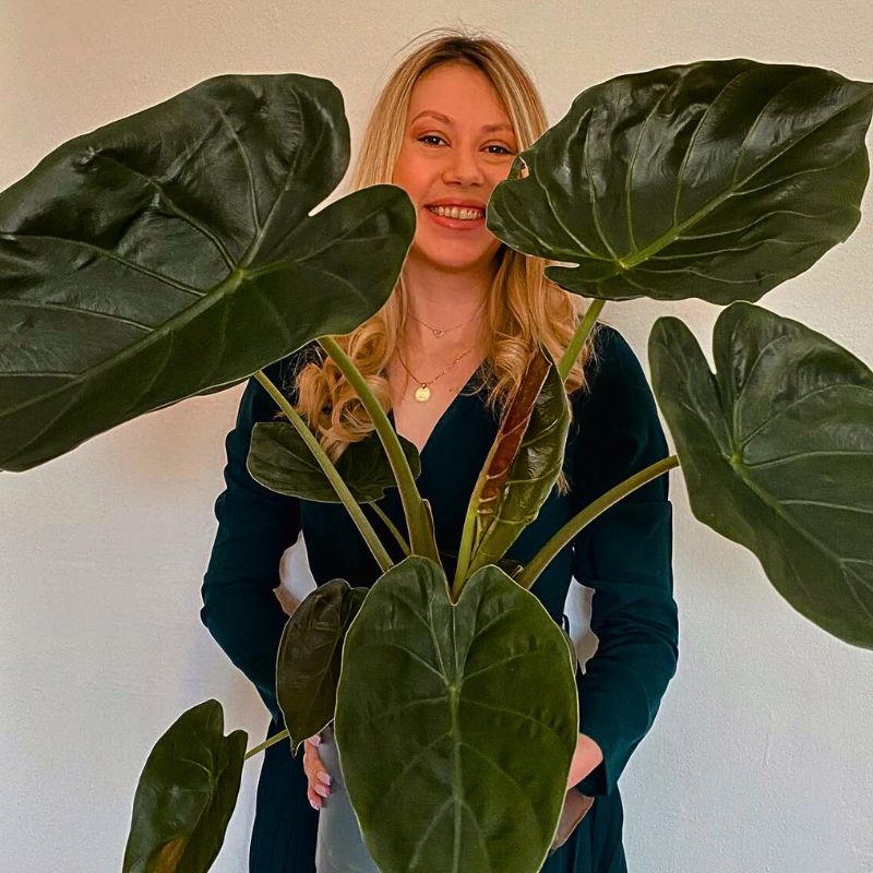 Alocasia wentii with woman holding it