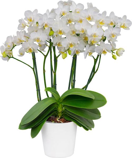 The 5 Best White Phalaenopsis in the World Ocean Boulevard