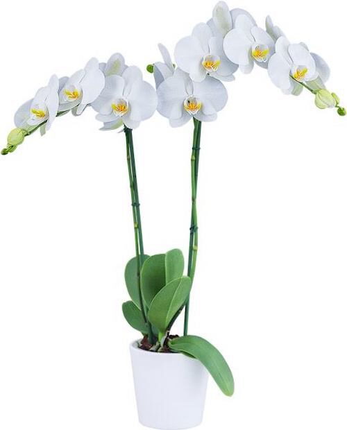 The 5 Best White Phalaenopsis in the World Snow Compass