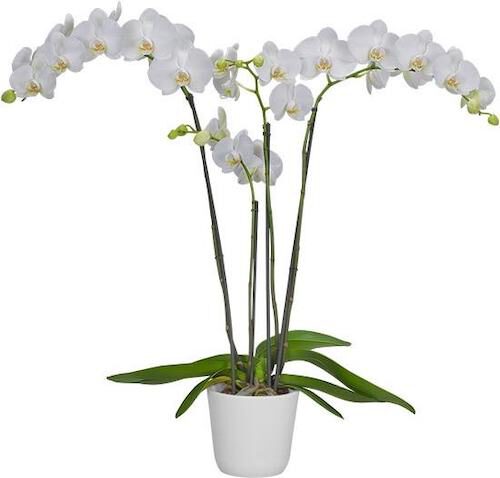 The 5 Best White Phalaenopsis in the World Tigerhill