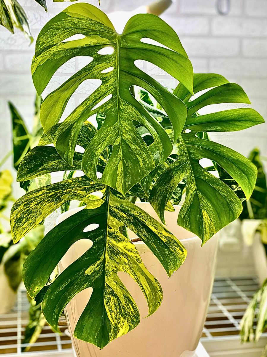 Monstera Aurea - The Lemon and Lime-Colored Swiss Cheese Plant