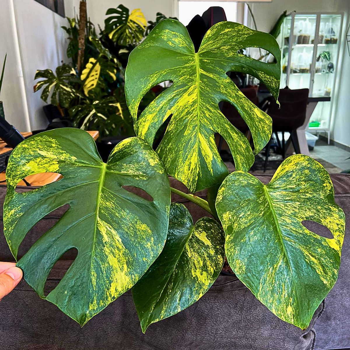 ​Monstera Aurea: The Lemon and Lime-Colored Swiss Cheese Plant