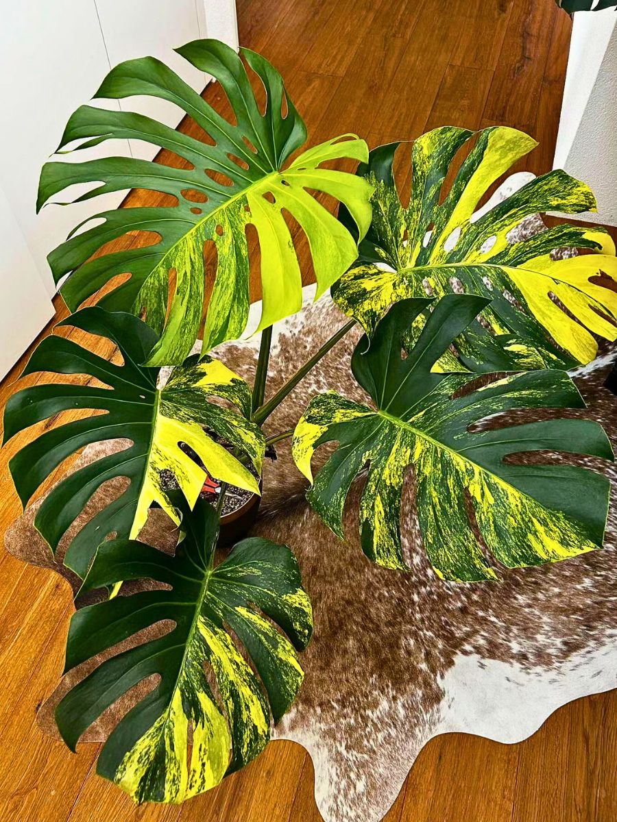 ​Monstera Aurea: The Lemon and Lime-Colored Swiss Cheese Plant
