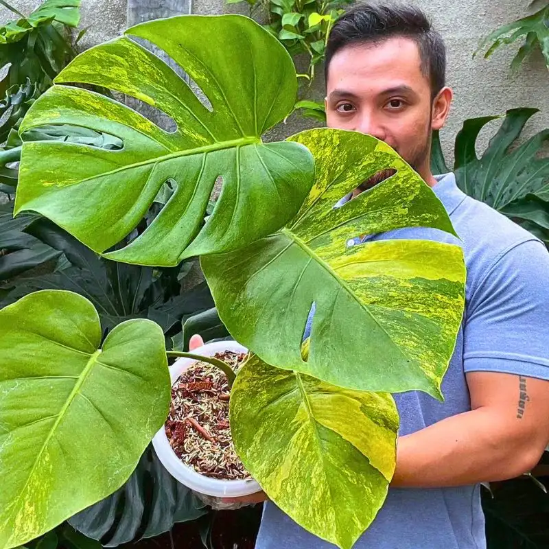 Here’s What You Need to Know about the Rare Monstera Aurea