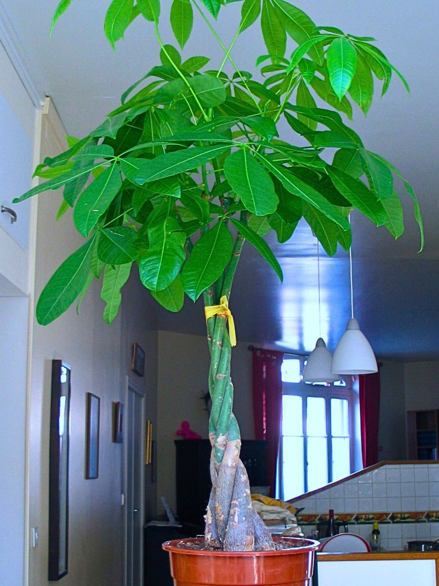 Try Your Luck With a Money Tree
