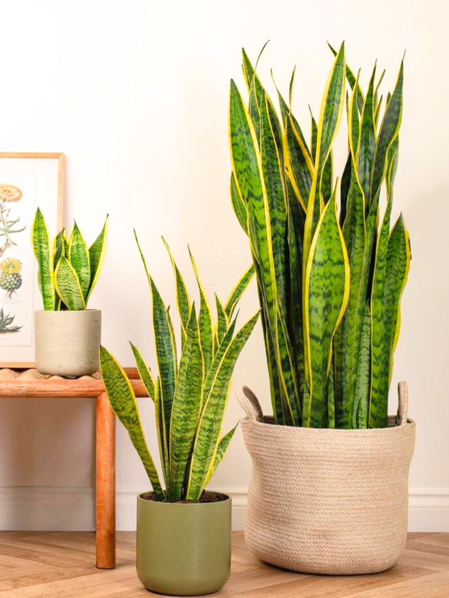 Snake plant in interior decoration