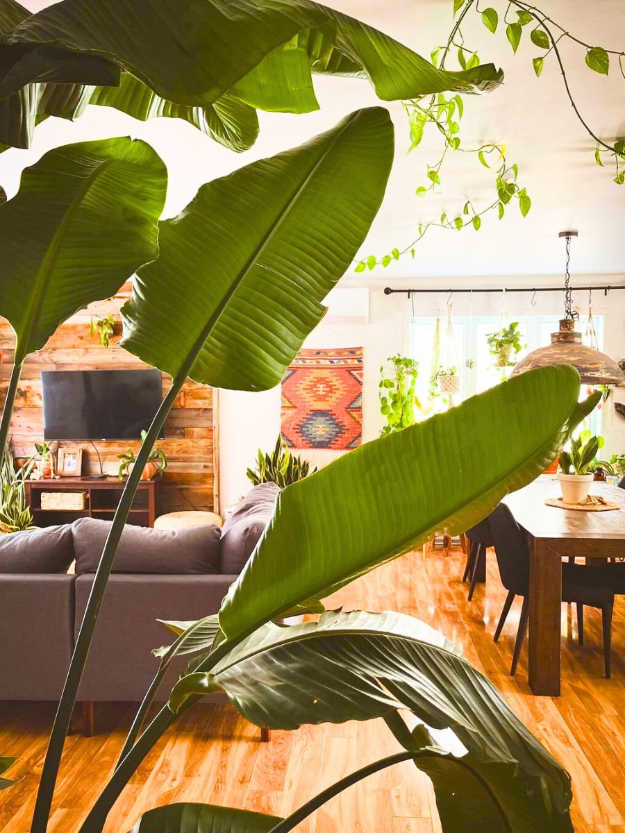 Plants adorning indoor spaces