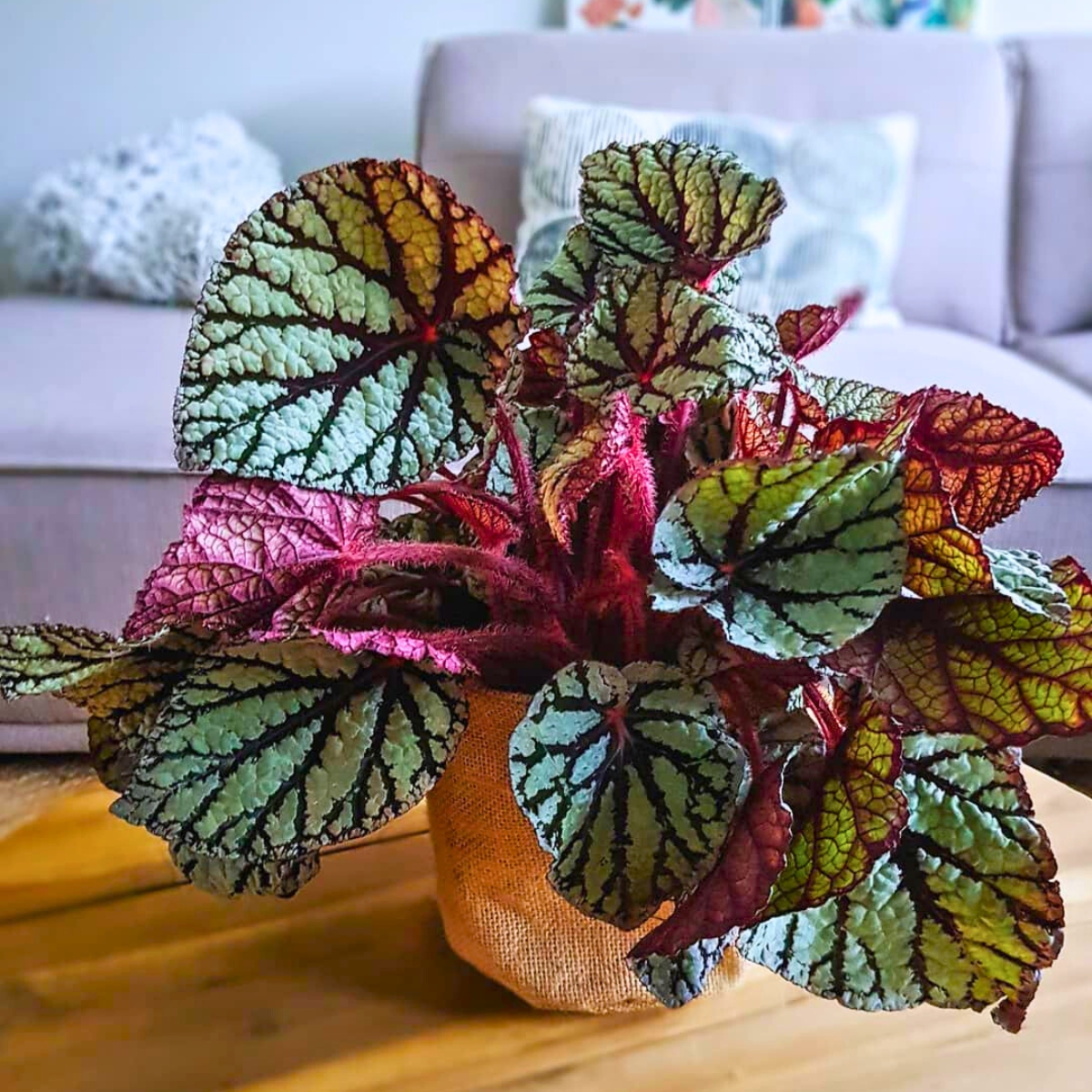 Begonia Rex decorating a living room table
