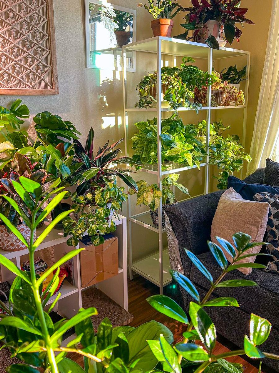 Decorating interior spaces with different plants