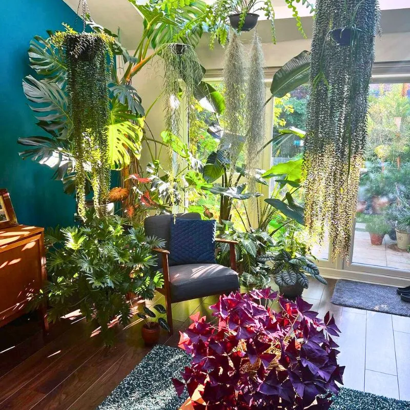 Interior decoration with plants