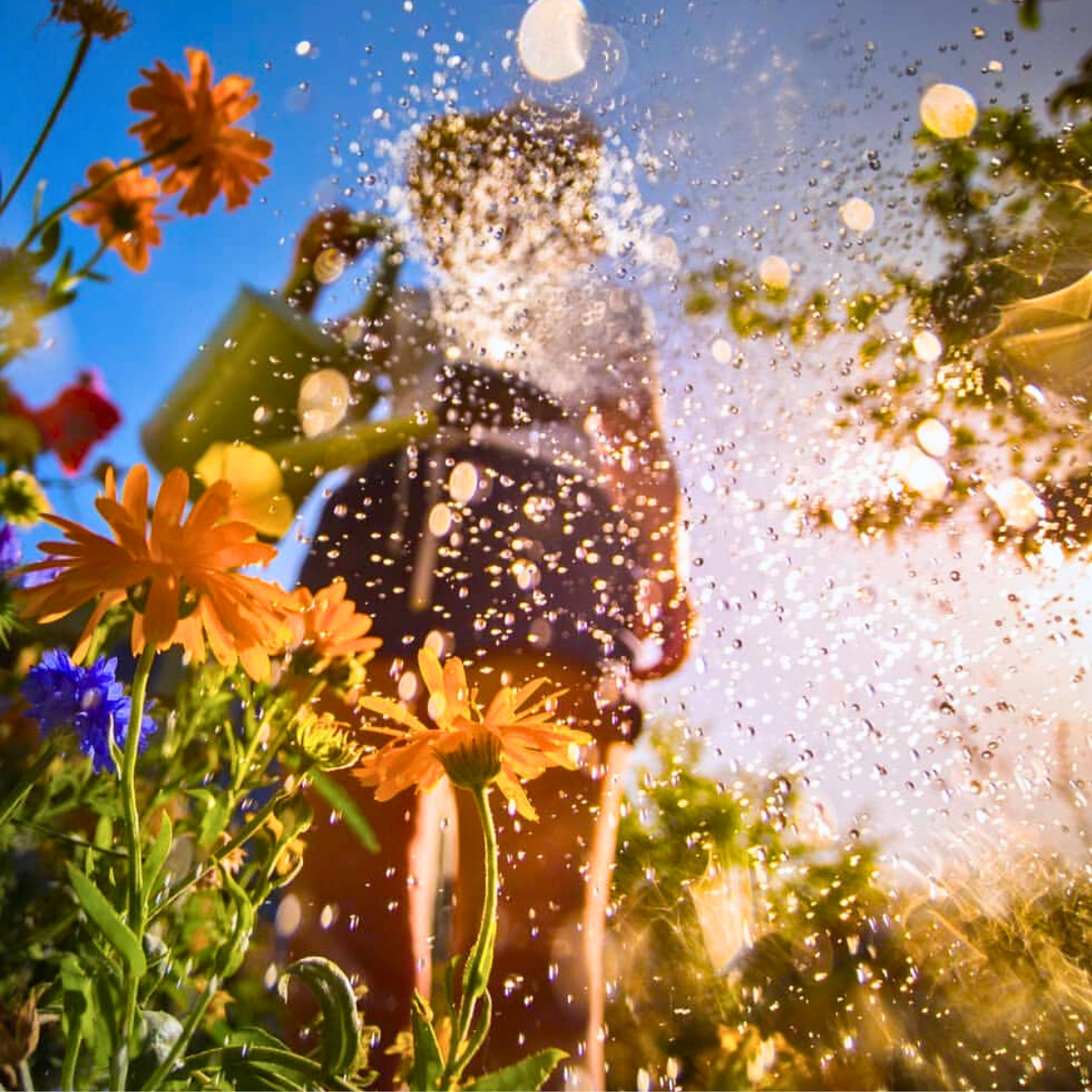 Watering a garden with flowers