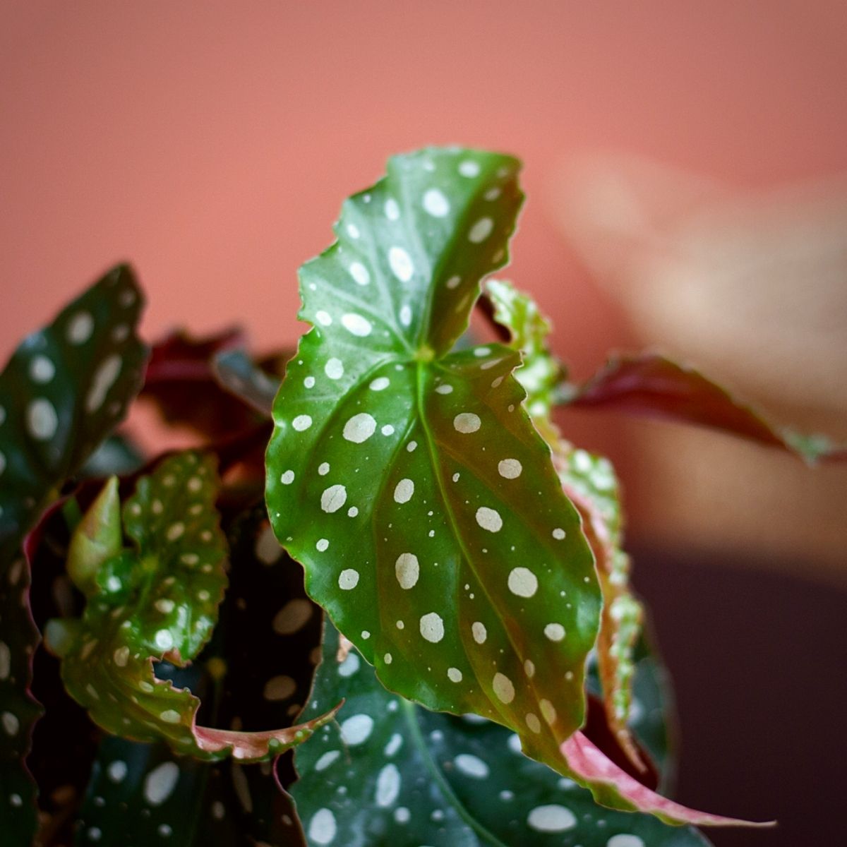 The 12 Best Leaf Begonia Plants That Thrive Indoors - Article onThursd