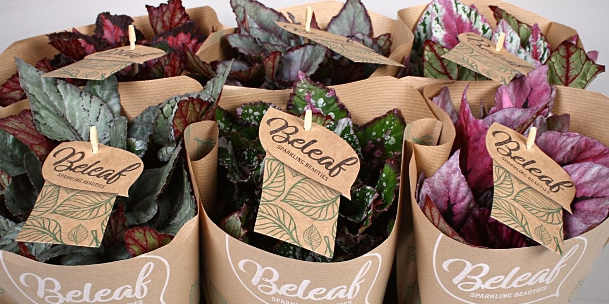 The Beleaf series of leaf begonias