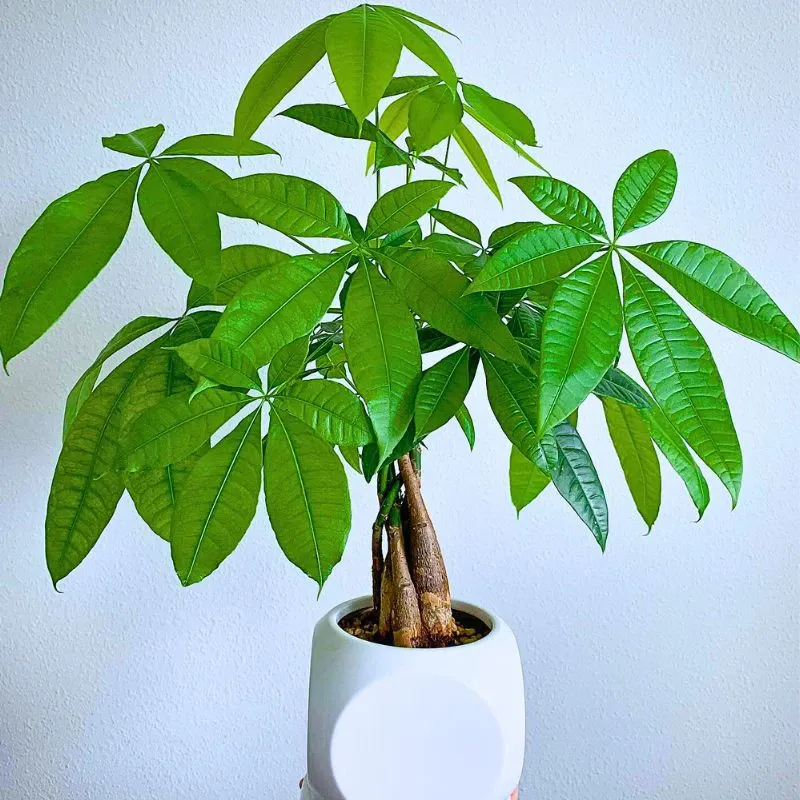 Here’s All You’d Want to Know about the Money Tree Also Called Pachira Aquatica.