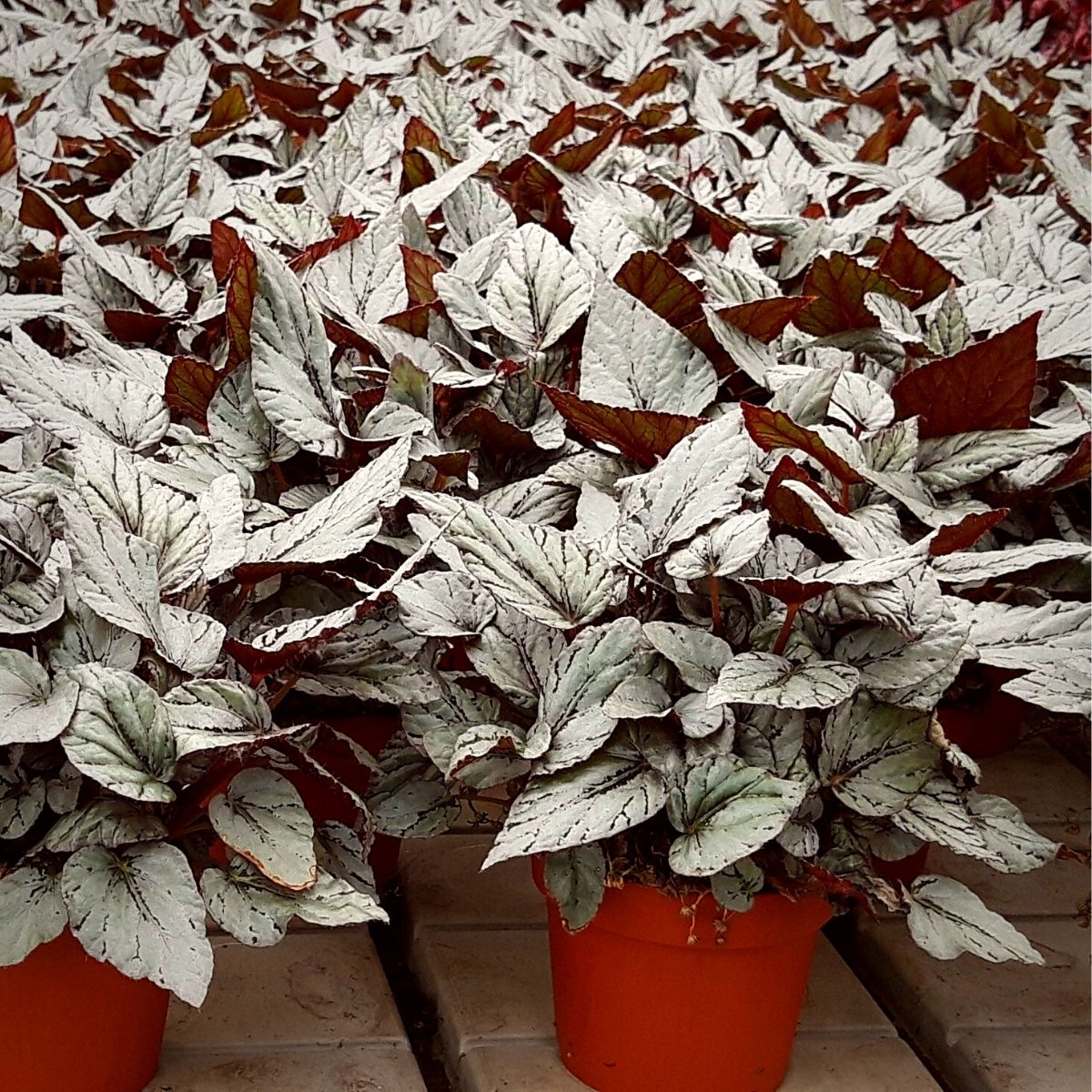 Beleaf Begonia Arctic Breeze