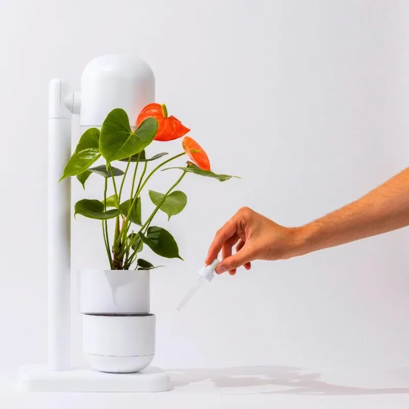 Self watering lamp by Moss