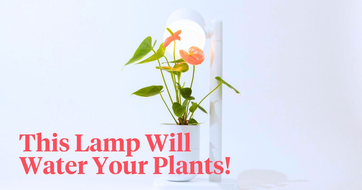 Moss' self-watering lamp for plants and flowers