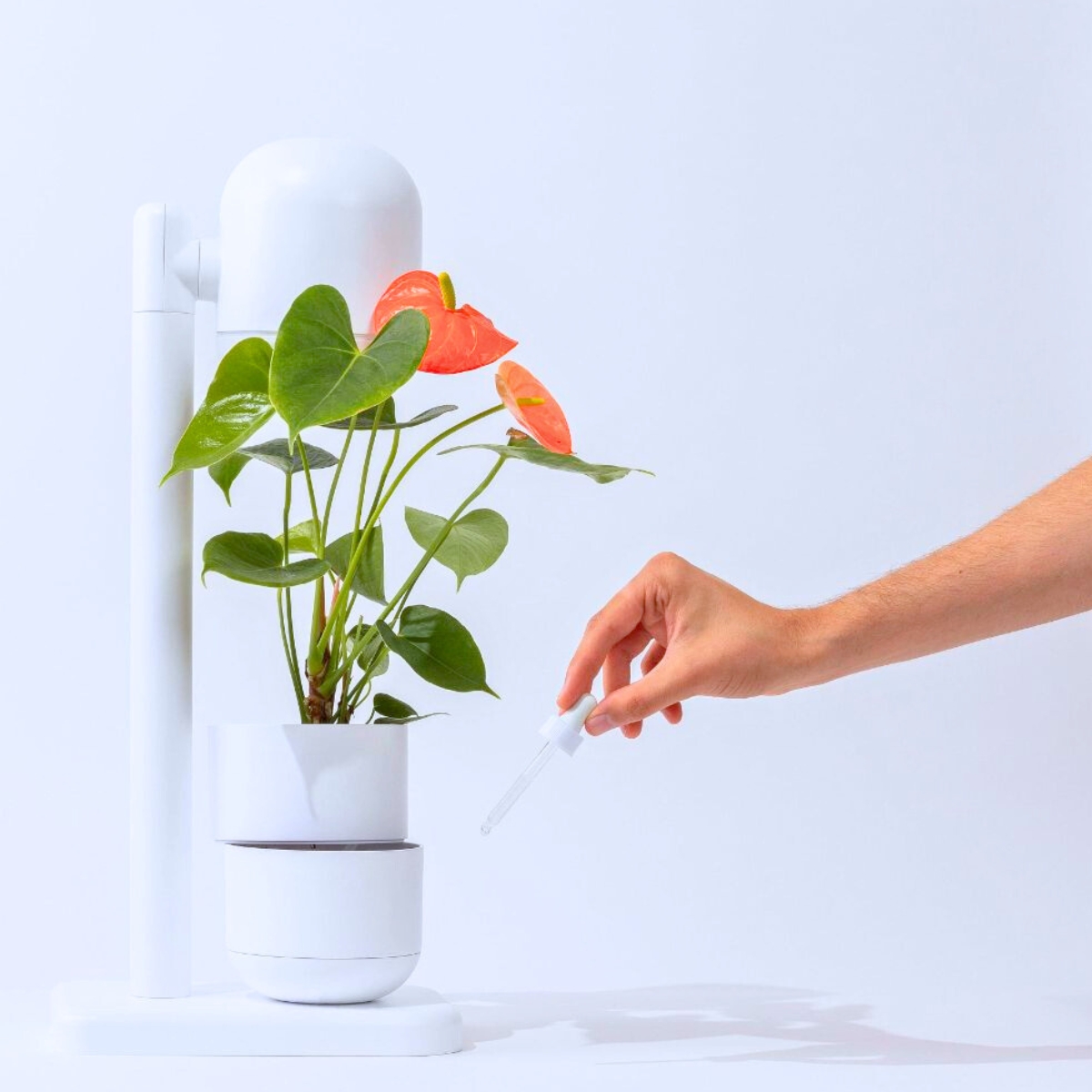 Self watering lamp for plants and flowers by Moss