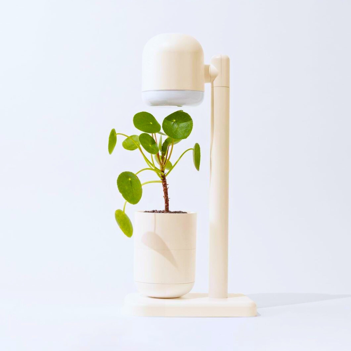 Watering a plant automatically with Moss lamp