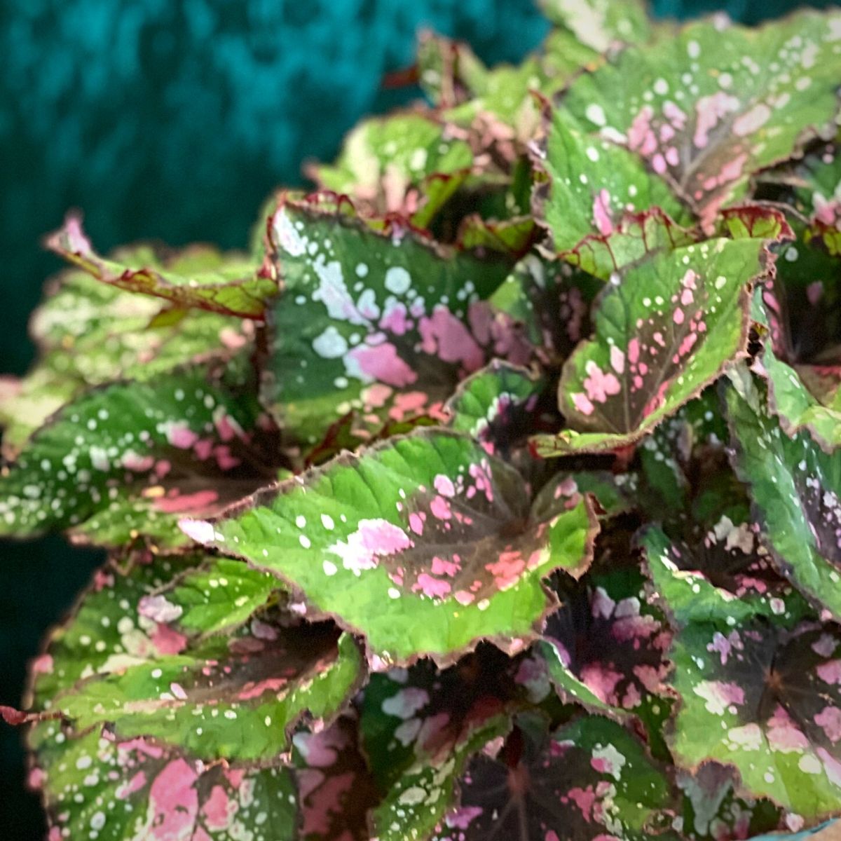 Fancy Leaf Begonia Begonia Beleaf Alaska Creek