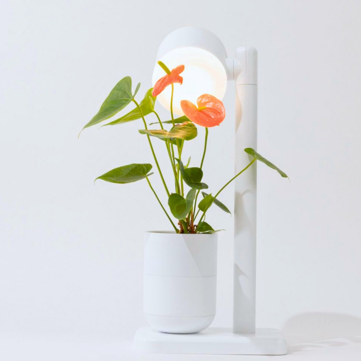 Self lighting anthuriums with Moss lamp