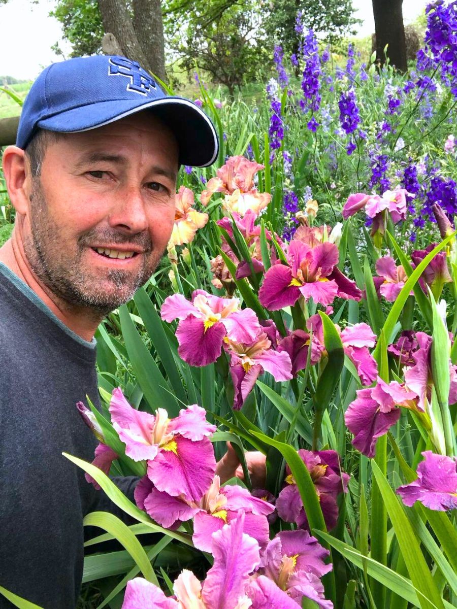 Garden full of iris flowers